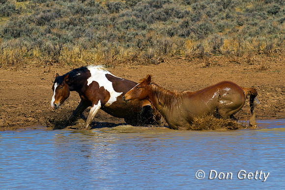 Horse_IMG_0627