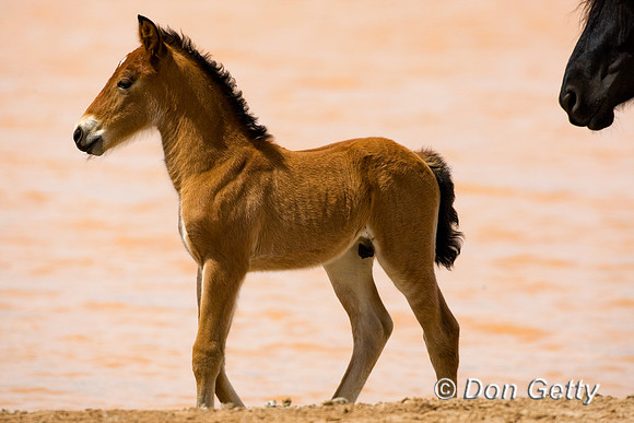 Horse_D4B7209