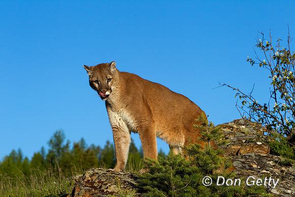 Mt_Lion_BZ2F1990