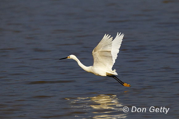 Snowy Egret