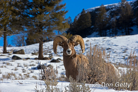 "Bighorn Sheep", "Ovis canadensis", Ram, Wyoming, "Yellowstone National Park"