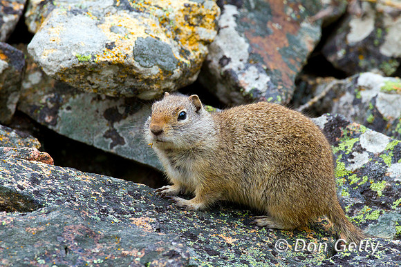 Squirrel_UG_BZ2F4838
