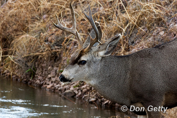 Deer_Mule_D4B3054