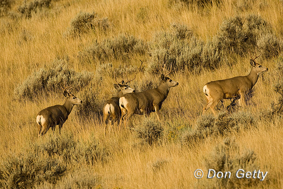 Deer_Mule_D4B8176