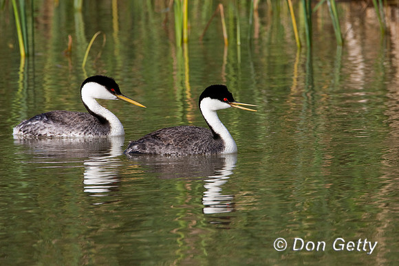 Grebe_W_MR8D7252