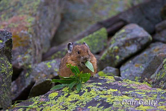 "Ochotona princeps", Pika, Wyoming, "Yellowstone National Park"
