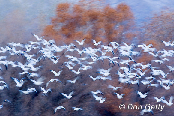 Snow Goose