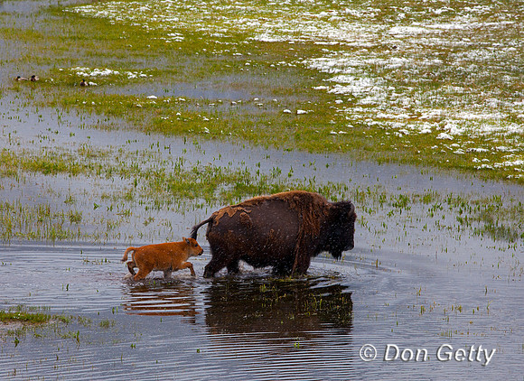 BisonIMG_0777