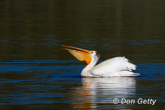 Pelican_Wht_MG_5798