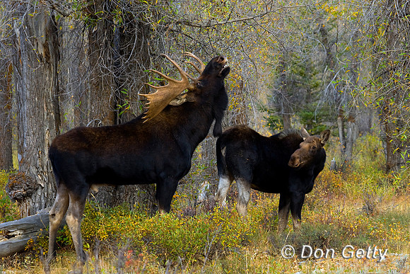 Moose_D4B9110