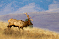 Elk_Z2F0294