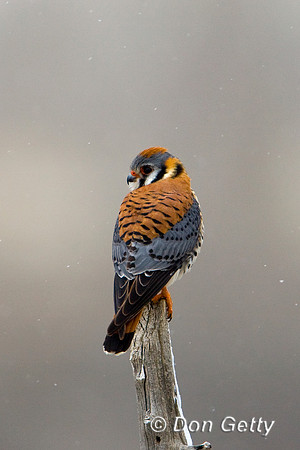 Kestrel_D4B6666