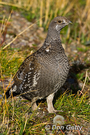 Grouse_Blue_R8D6416