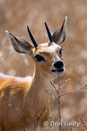 Steenbok_Z2F6302