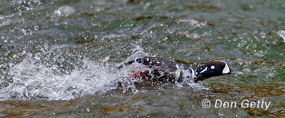 Harlequin Duck