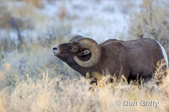 Bighorn Sheep