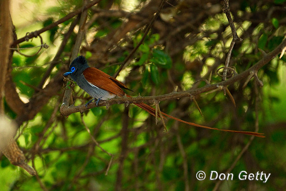 Flycatcher_P_Z2F1343