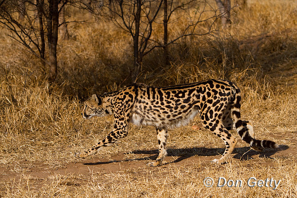 Cheetah_K_MG_5103