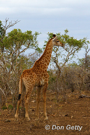 Giraffe_S_MG_3759