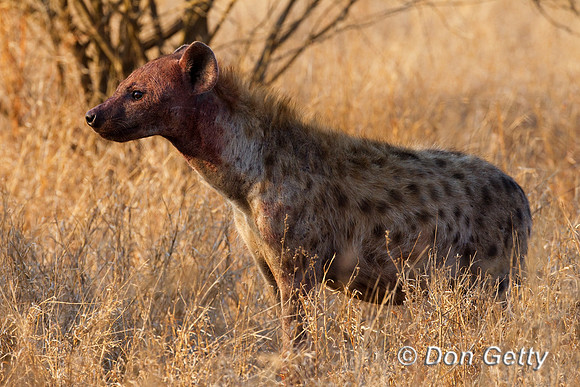 Hyena_S_Z2F8379