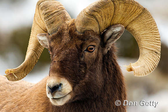 Sheep_BH_Z2F7908