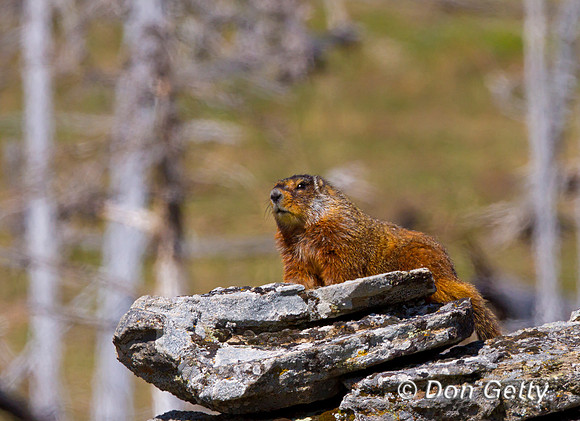 Marmot_MG_3307