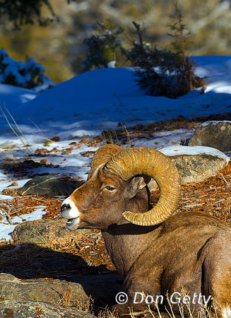 Sheep BH_Z2F4608