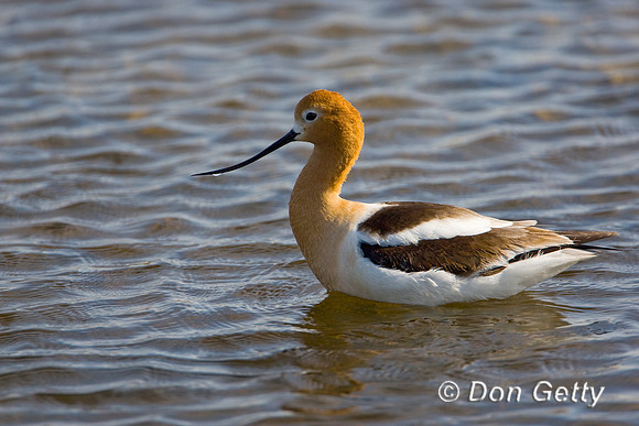 Avocet