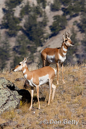 Pronghorn