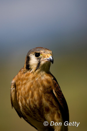 Kestrel_D4B7530
