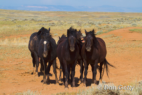 Horse_MG_8651