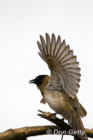 Bulbul_DC_Z2F5533
