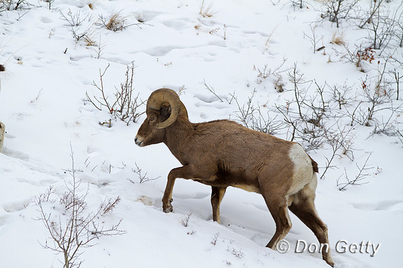 Sheep_BH_MG_8794
